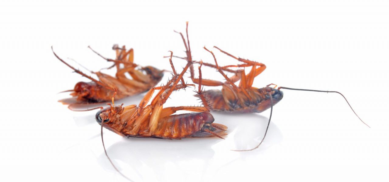 Cockroachs on a white background Cockroachs on a white background