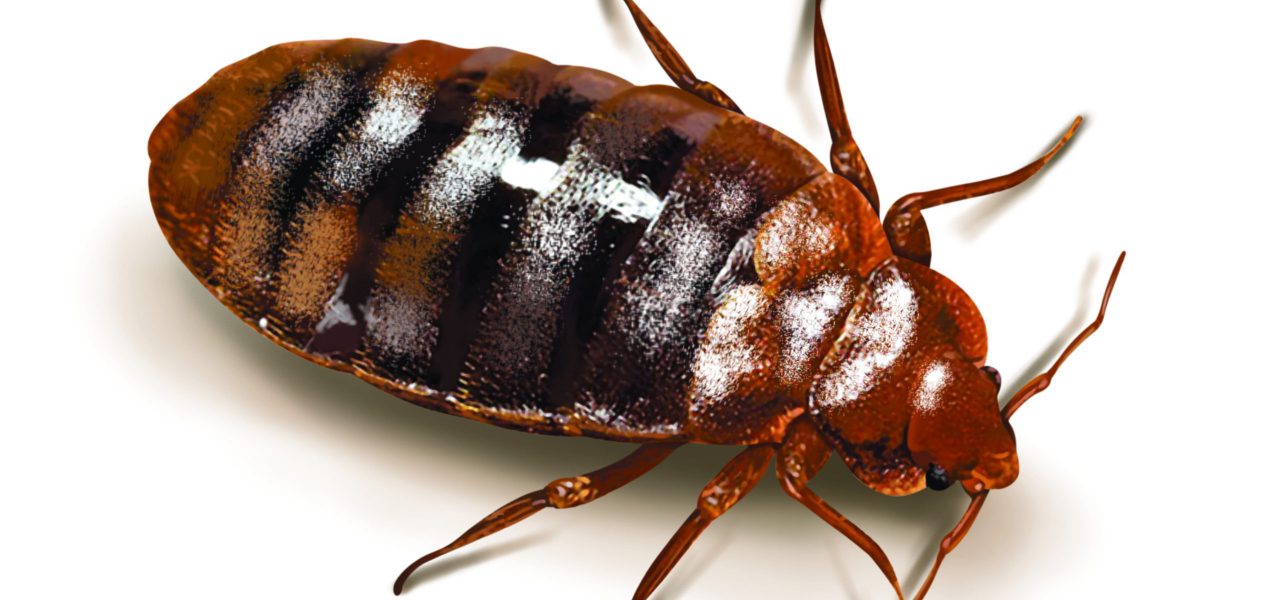 A bed bug isolated on white A bed bug isolated on white