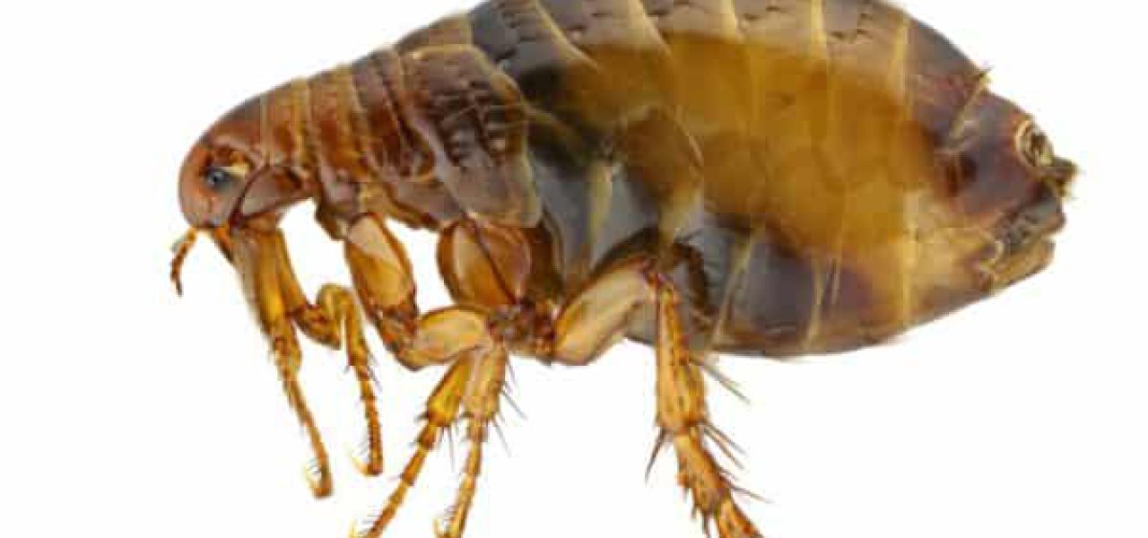 Floh, Pulex Irritans freigestellt